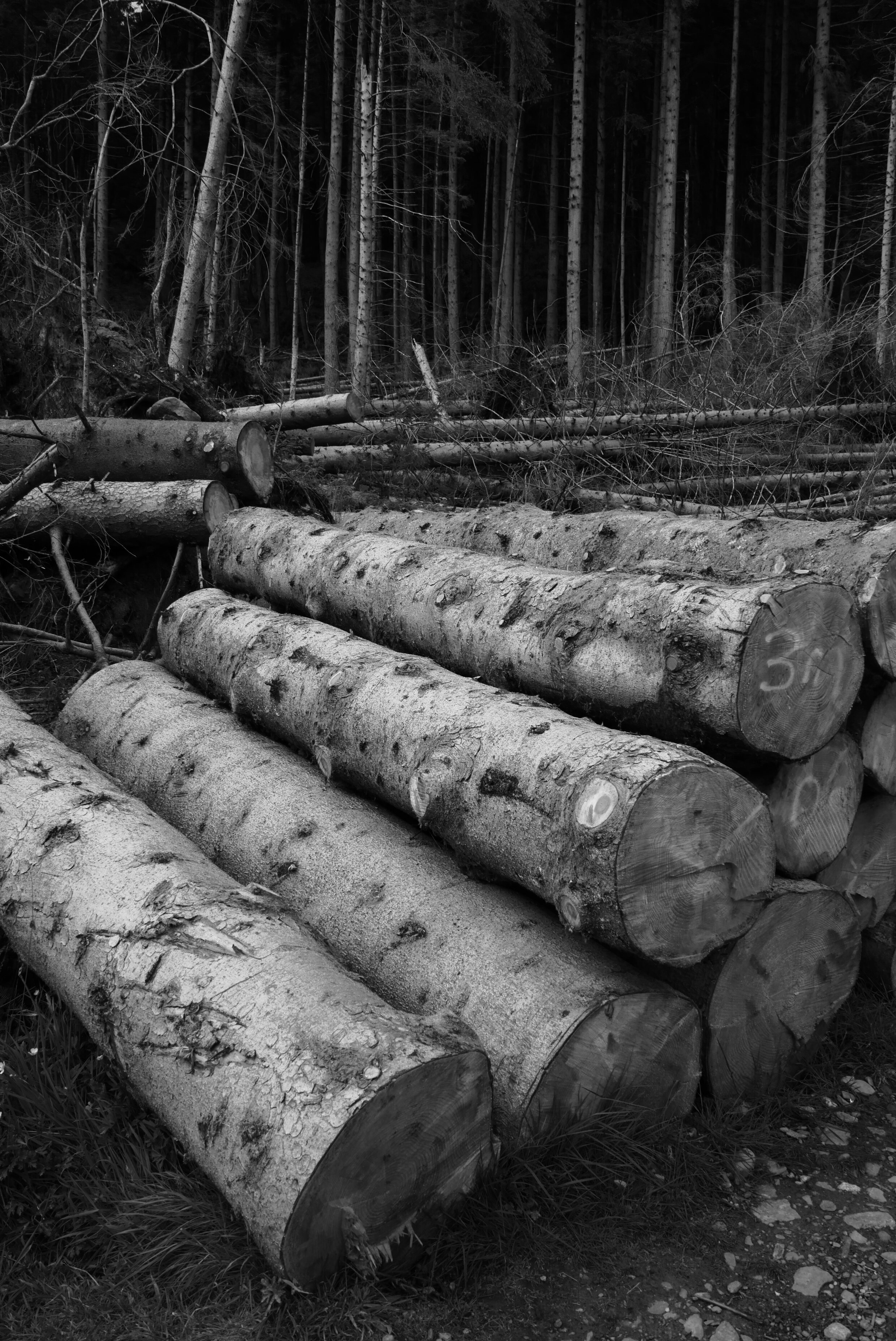 Logs
